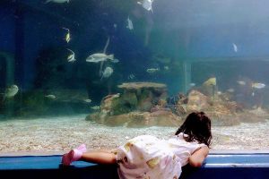 child looking at a big aquarium